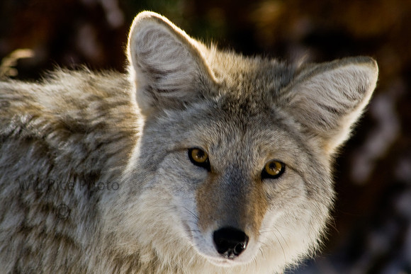 coyote