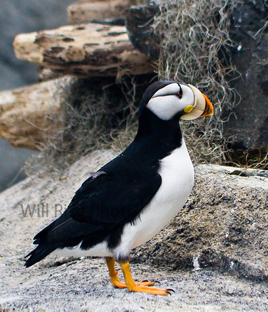 Horned Puffin