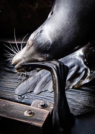 Sea Lion