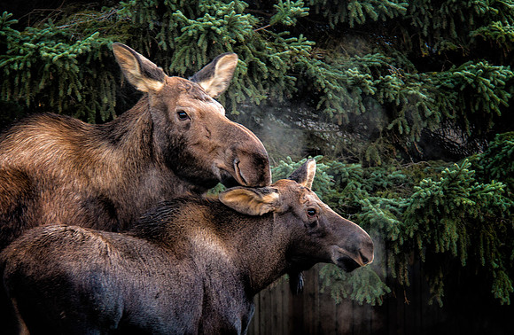 cow and calf moose