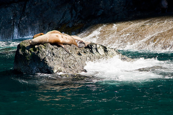 Basking sea lions