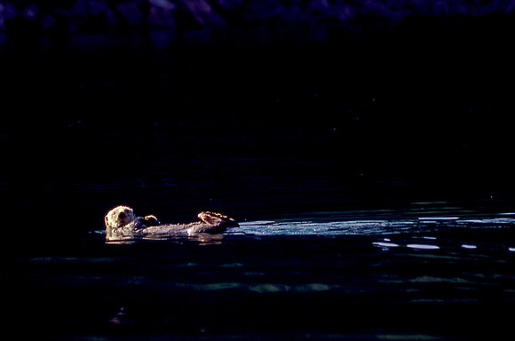 Sea otter