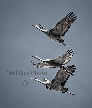 Sandhill Cranes