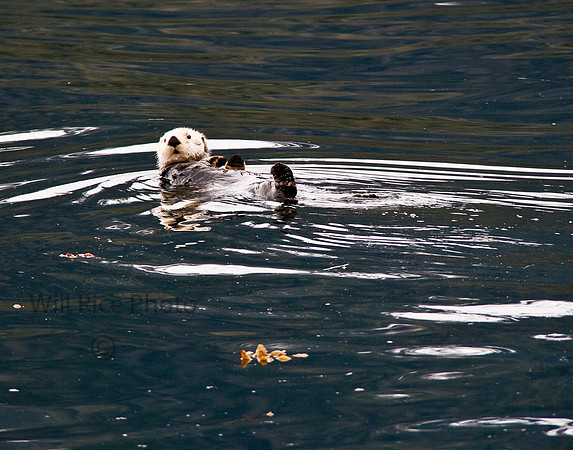 Curious otter