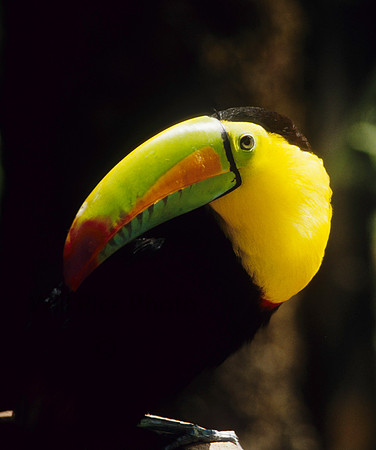 Keel-billed Toucan