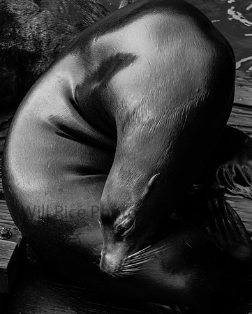 sleeping sea lion