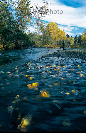 Autumn steelhead