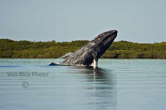 breaching whale