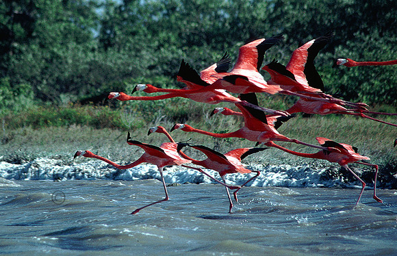 Flamingos