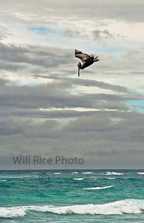 Brown Pelican