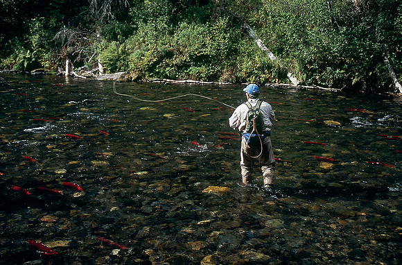 Looking for trout