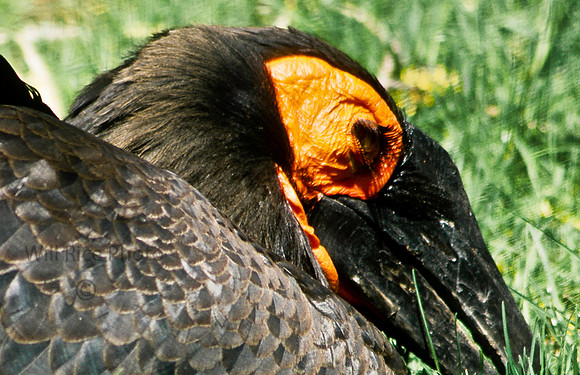 Ground Hornbill