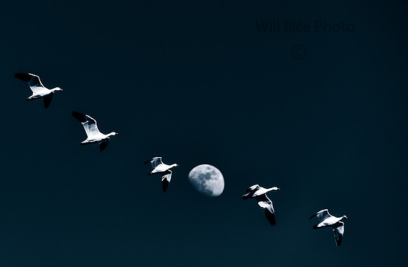 Snow Geese and moon