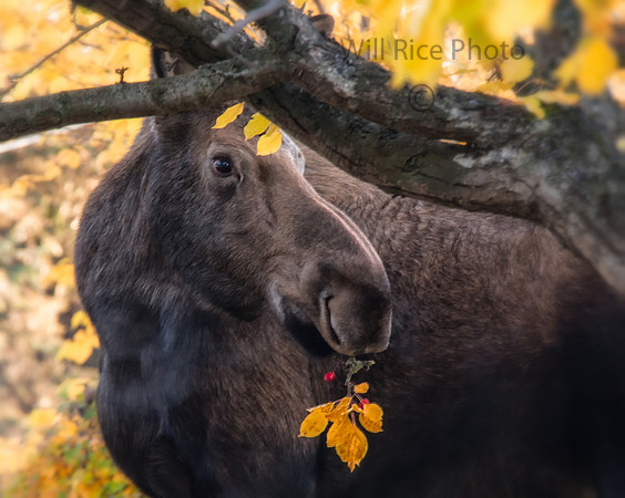 Autumn dining