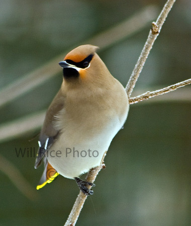 Bohemian Waxwing