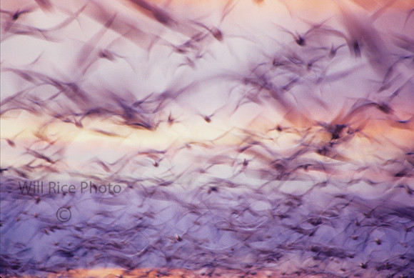 Snow geese at dawn