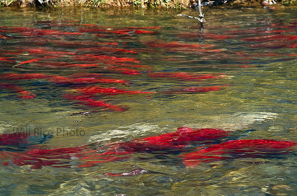 Sockeyes