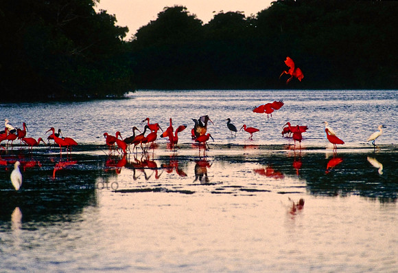 Scarlet ibis